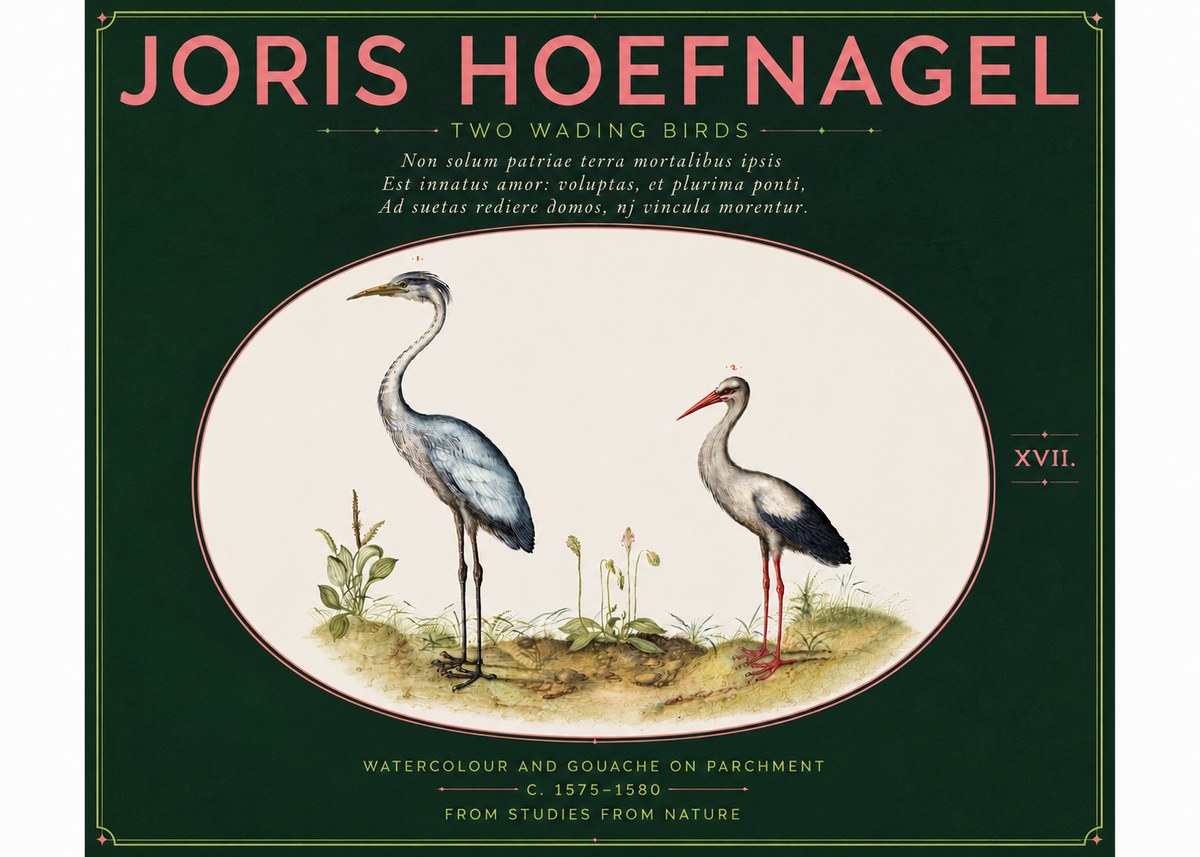 Joris Hoefnagel Study of Two Cranes No6 - Juliste