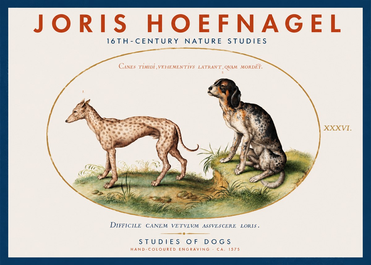 Joris Hoefnagel Studies of Dogs No2 - Juliste