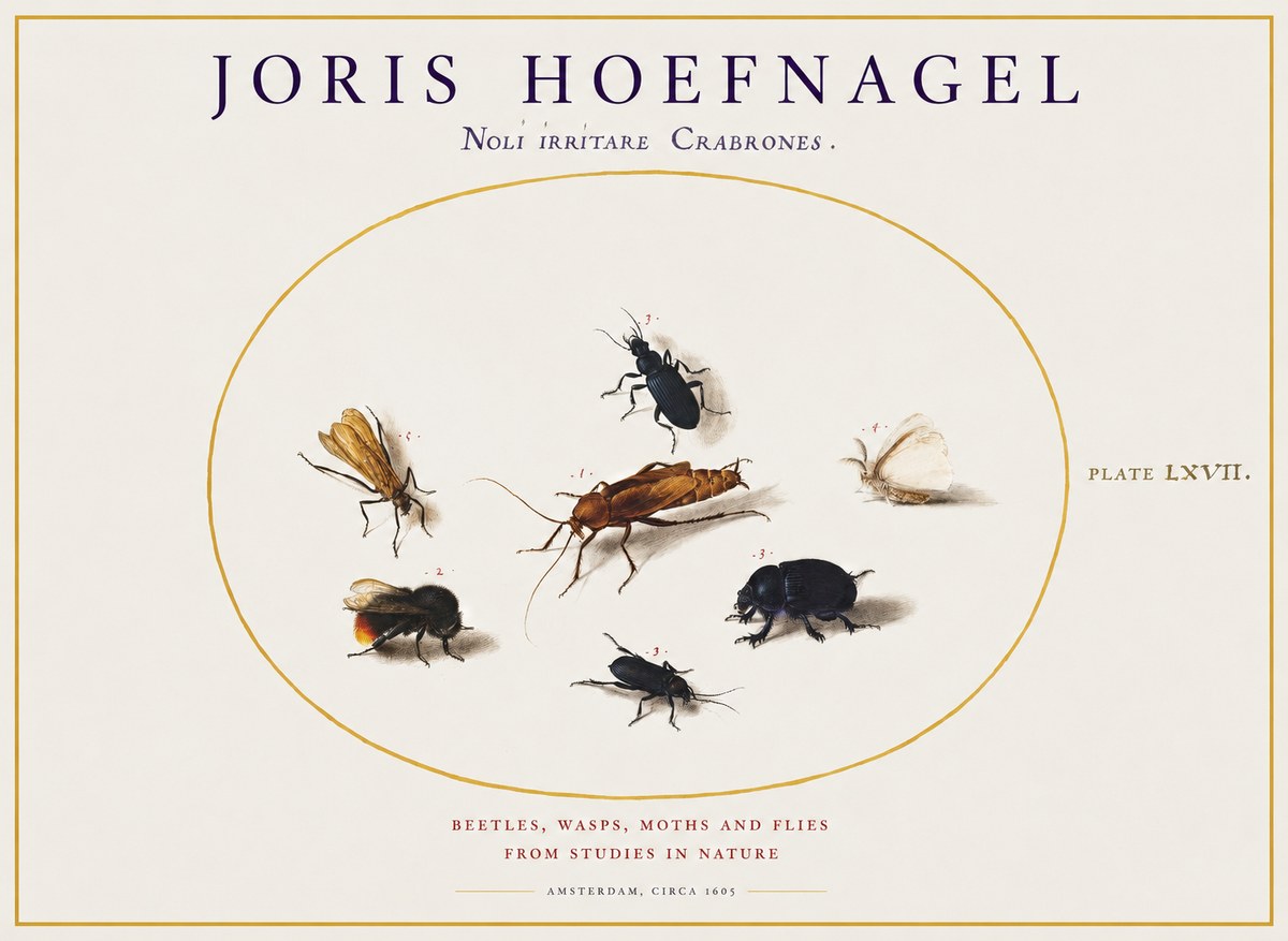 Joris Hoefnagel Scarabeus Aqvilä Qvaerit. No2 - Juliste