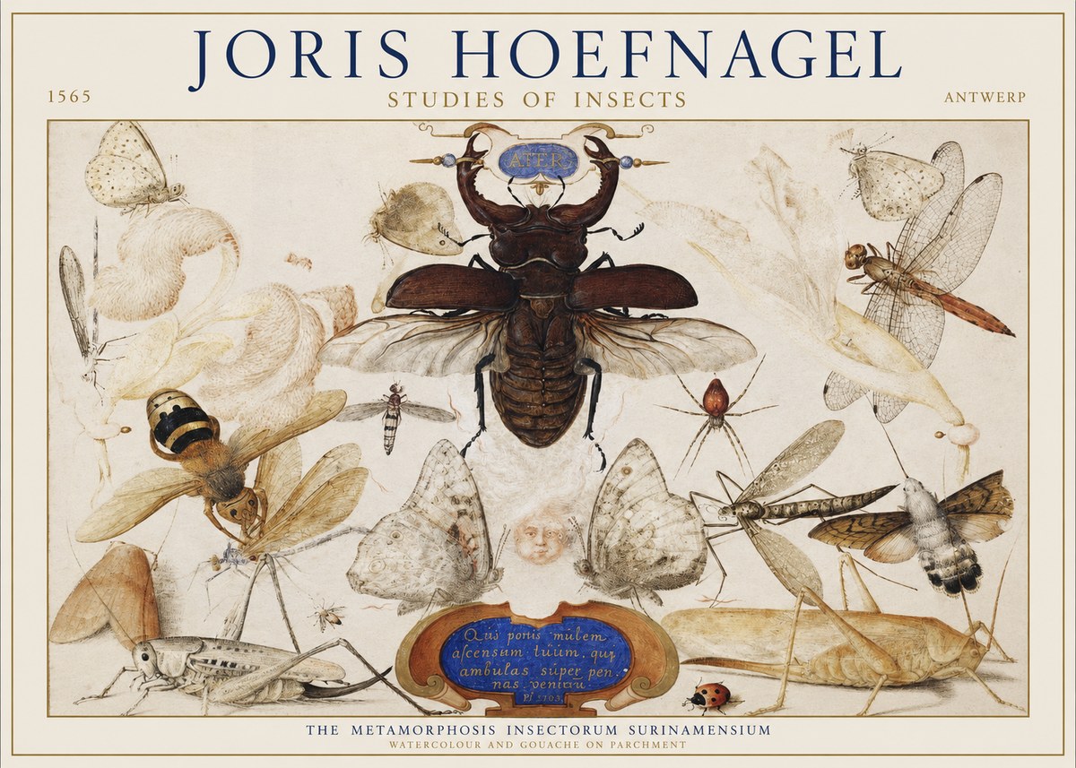 Joris Hoefnagel Studies of Insects I No1 - Juliste