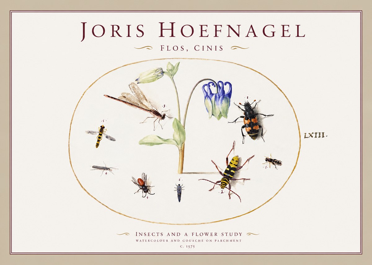 Joris Hoefnagel Insects and a Flower Study No1 - Juliste