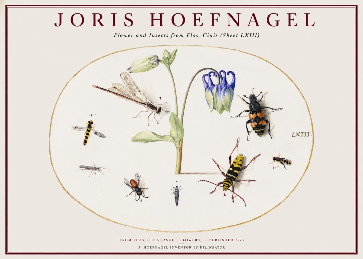 Joris Hoefnagel Insects and a Flower Study No2 - Juliste