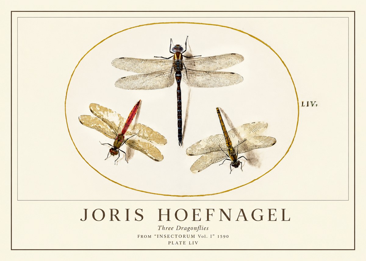 Joris Hoefnagel Three Dragonflies No1 - Juliste