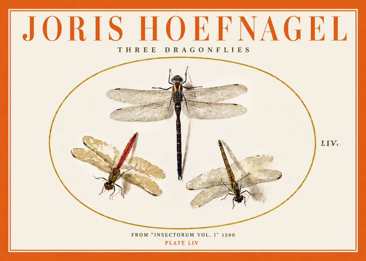 Joris Hoefnagel Three Dragonflies No2 - Juliste