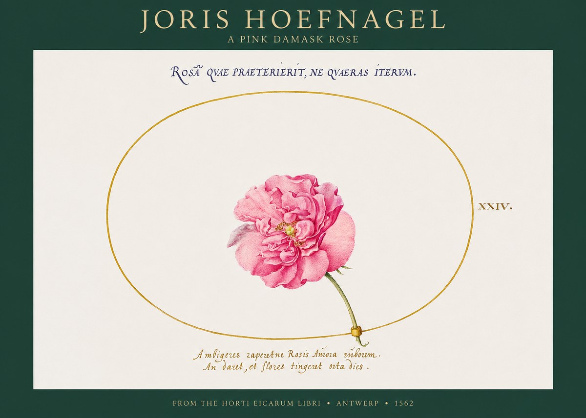 Joris Hoefnagel A Pink Damask Rose No1 - Juliste