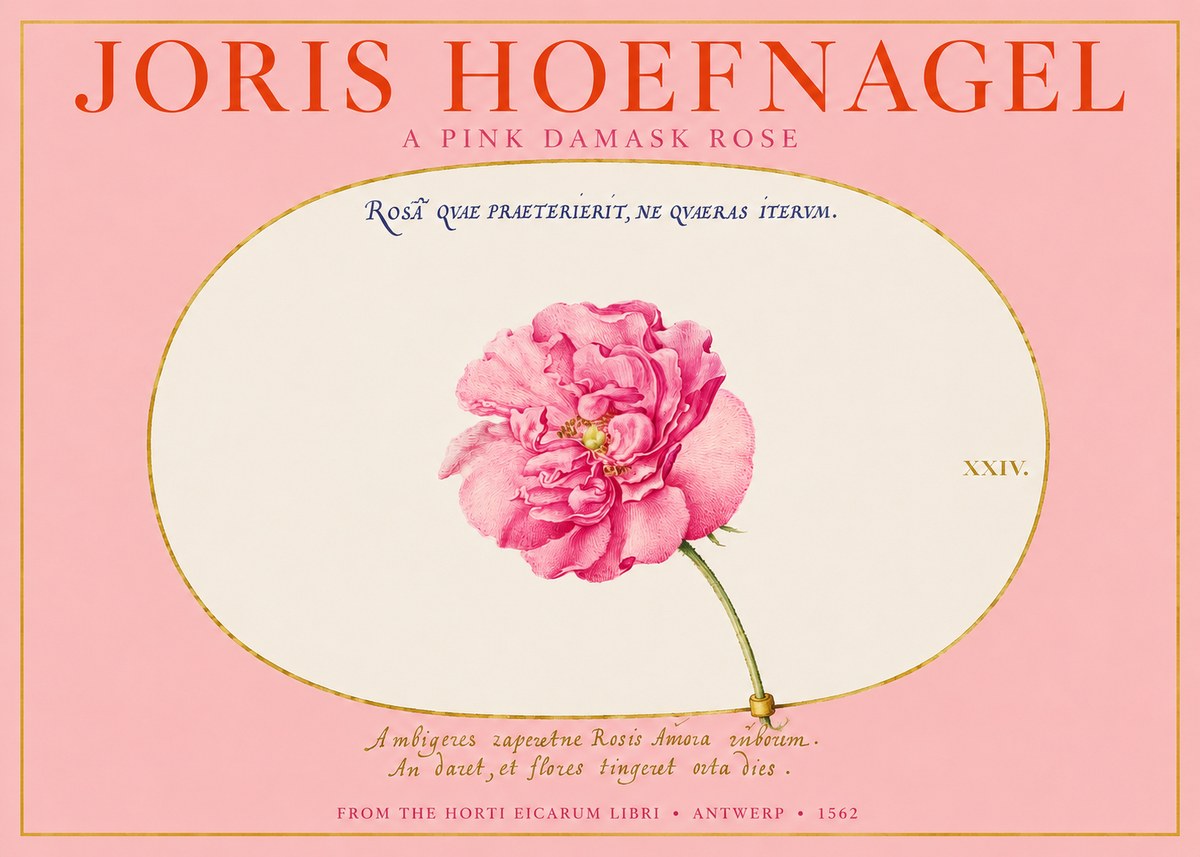 Joris Hoefnagel A Pink Damask Rose No2 - Juliste