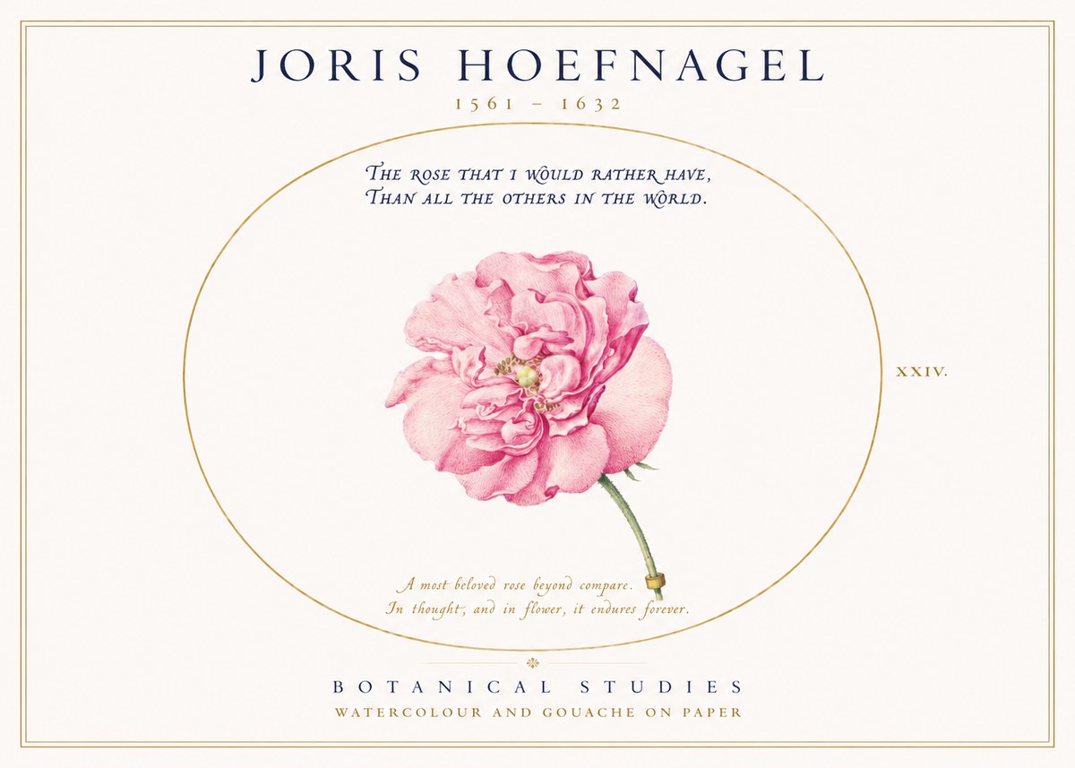 Joris Hoefnagel A Pink Damask Rose No3 - Juliste