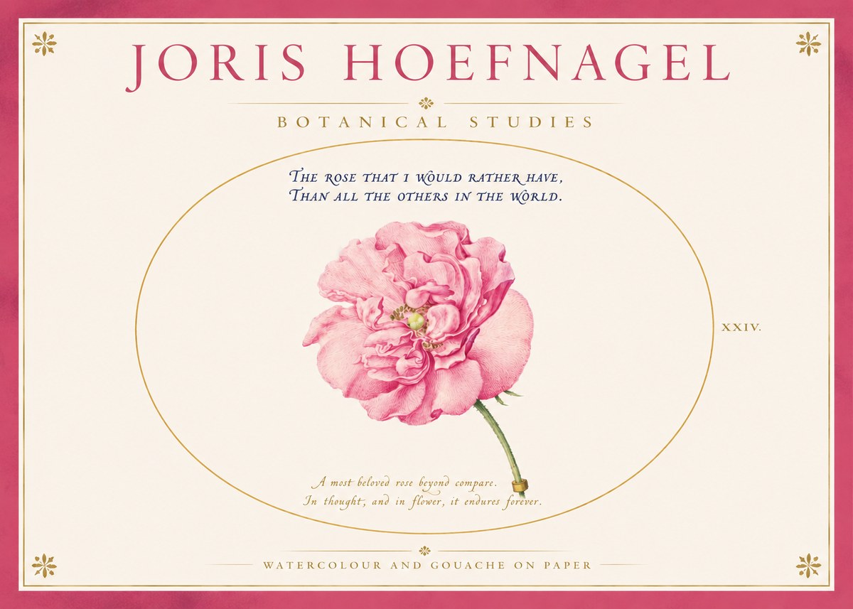 Joris Hoefnagel A Pink Damask Rose No4 - Juliste