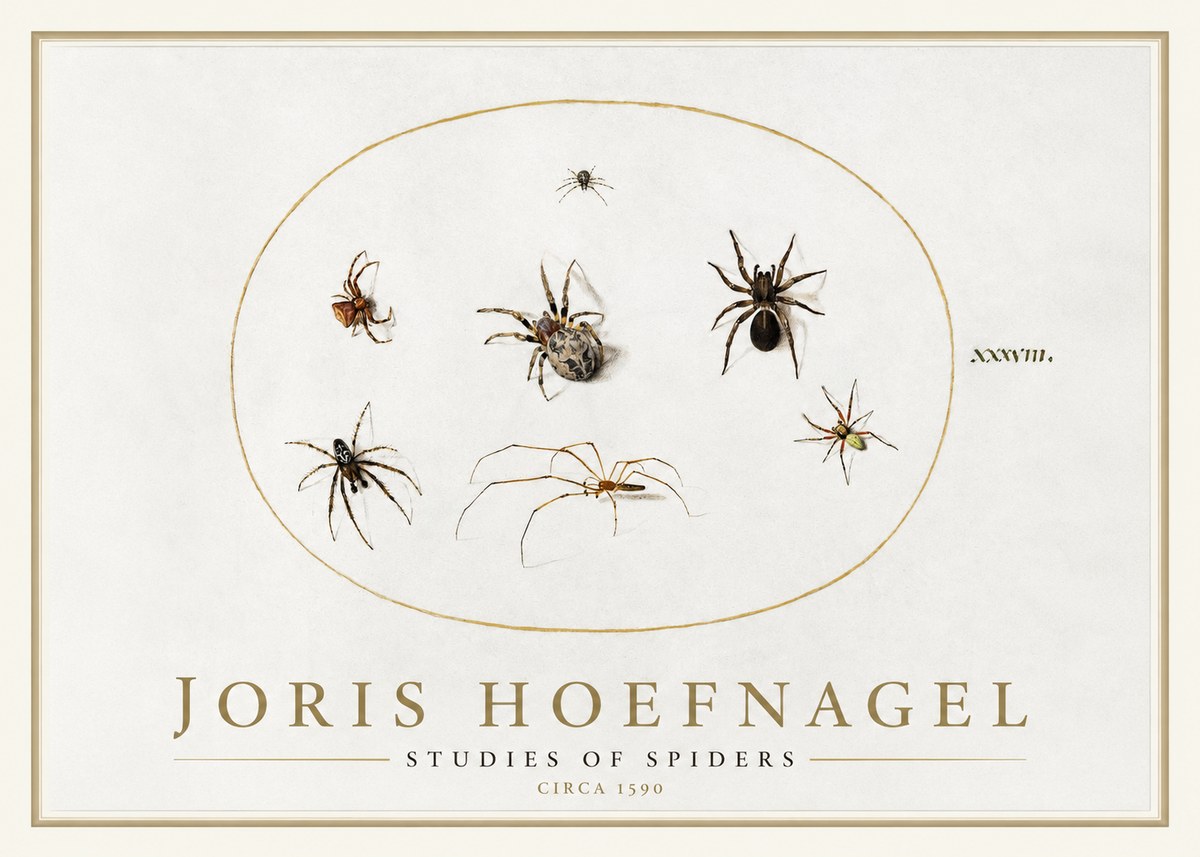 Joris Hoefnagel Studies of Spiders I No1 - Juliste