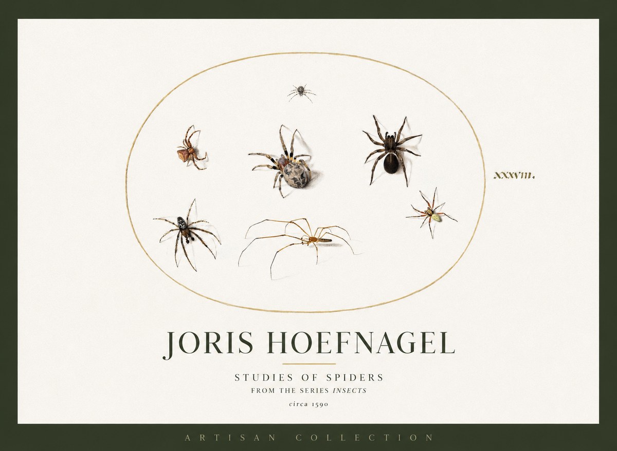 Joris Hoefnagel Studies of Spiders I No2 - Juliste