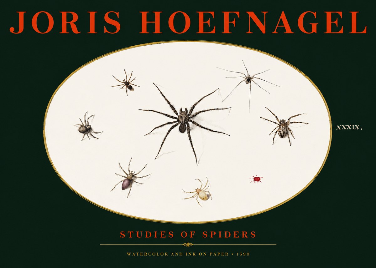Joris Hoefnagel Studies of Spiders II No3 - Juliste
