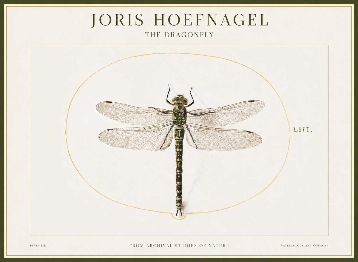 Joris Hoefnagel The Dragonfly No1 - Juliste