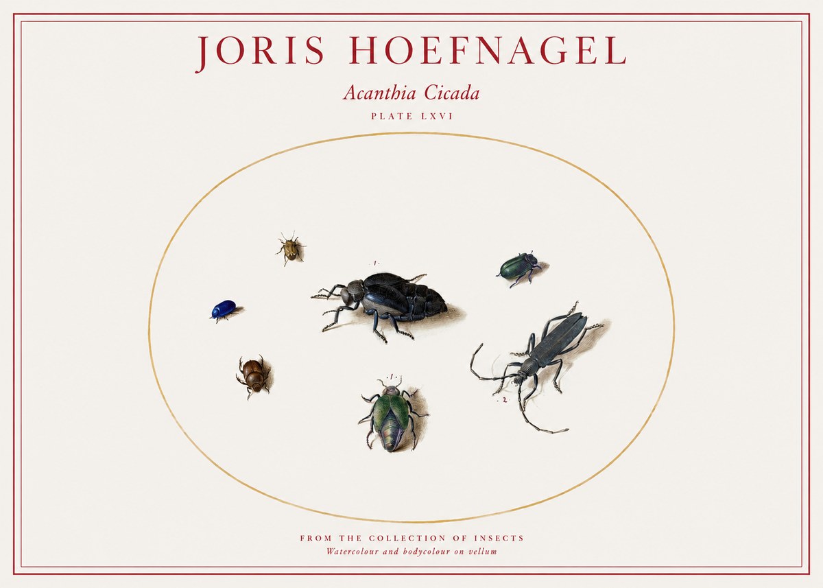 Joris Hoefnagel Acanthia Cicada No1 - Juliste