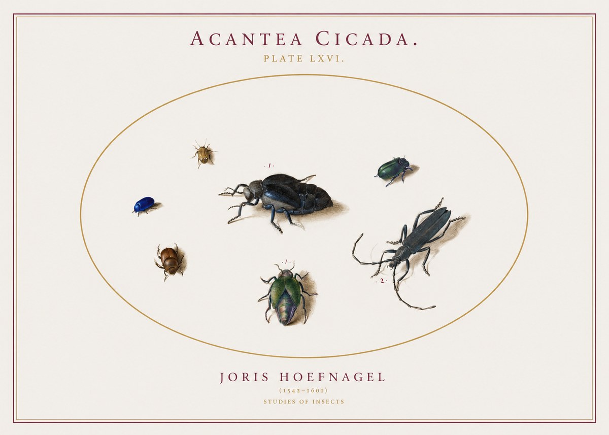 Joris Hoefnagel Acanthia Cicada No3 - Juliste