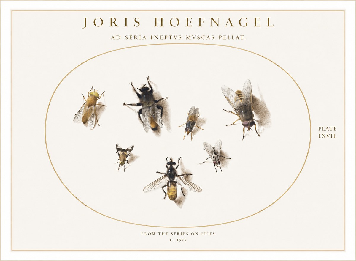 Joris Hoefnagel From the Series on Flies - Plate Lxvii. No1 - Juliste