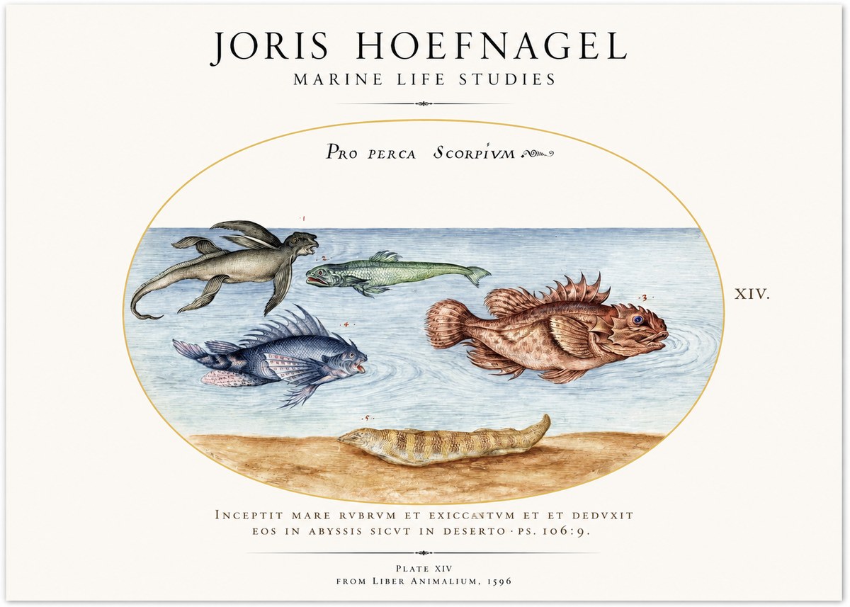 Joris Hoefnagel Pro Perca Scorpivm No3 - Juliste