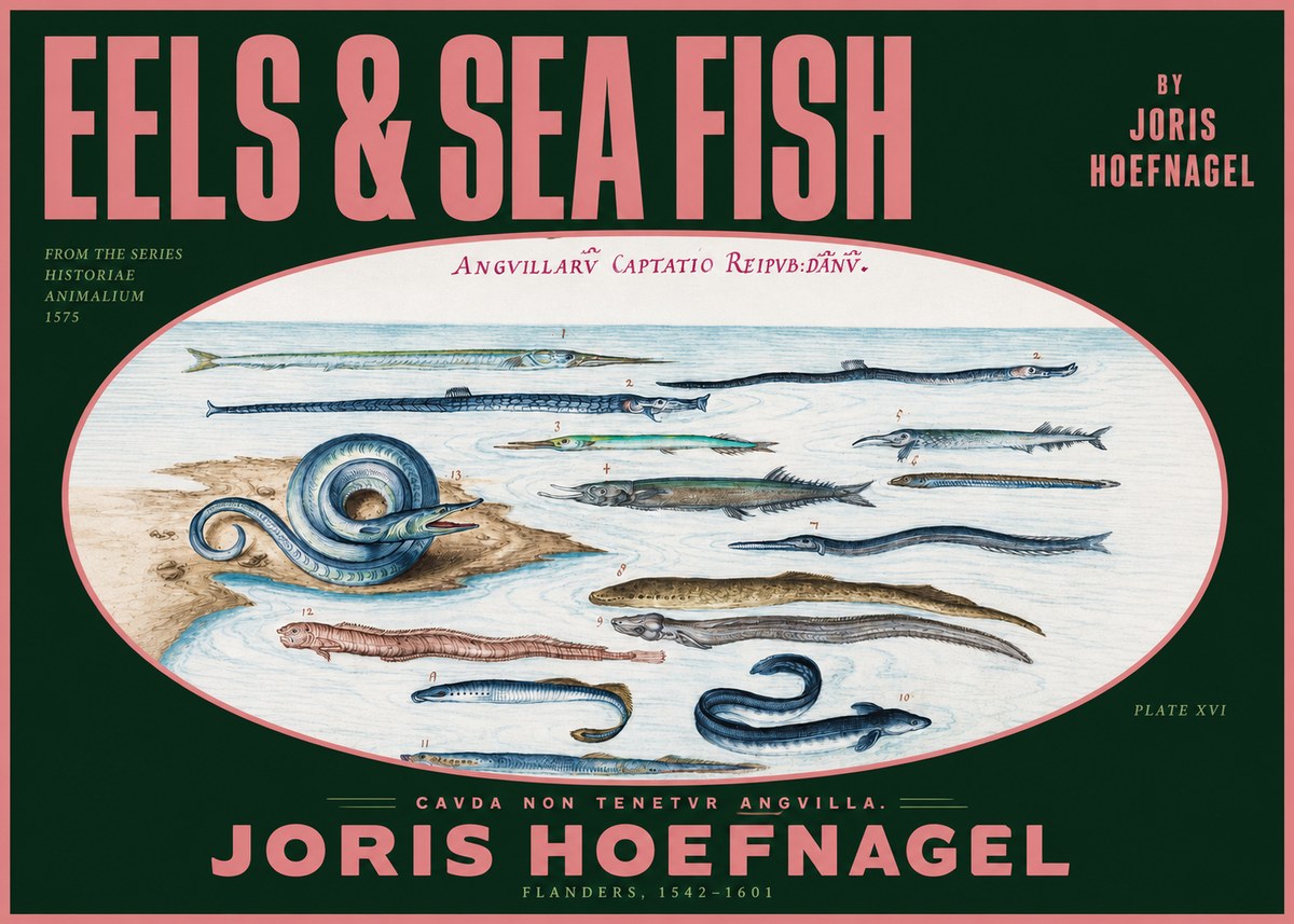 Joris Hoefnagel Eels and Sea Fish No2 - Juliste
