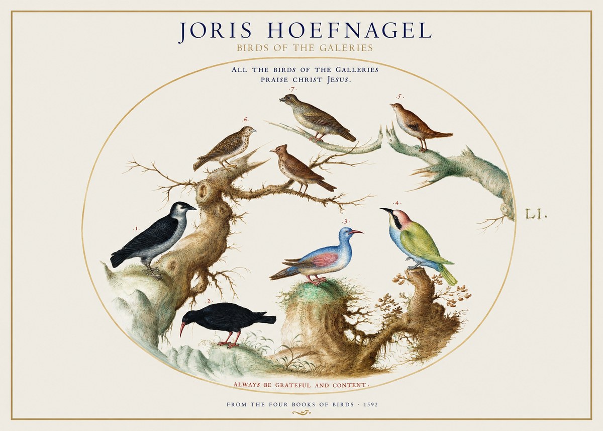 Joris Hoefnagel Birds of the Galeries No1 - Juliste