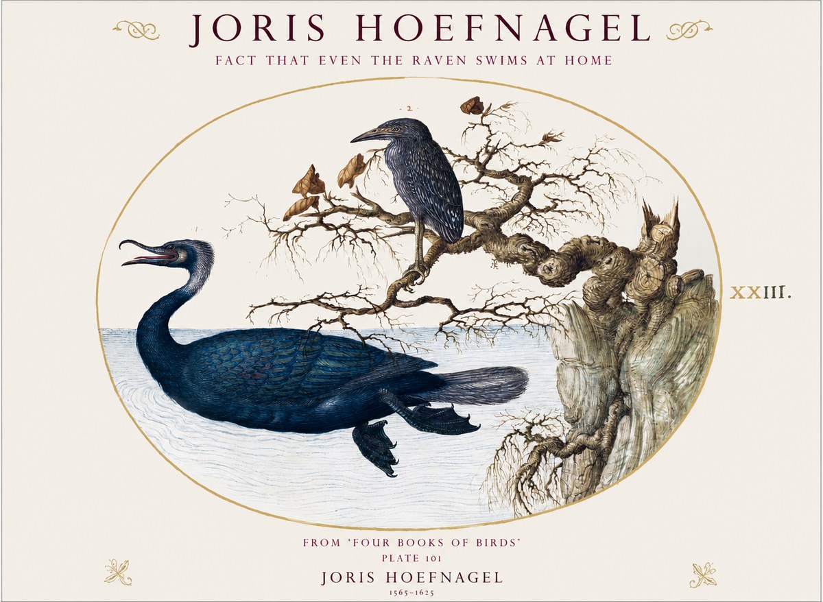 Joris Hoefnagel Fact That Even the Raven Swims at Home No1 - Juliste