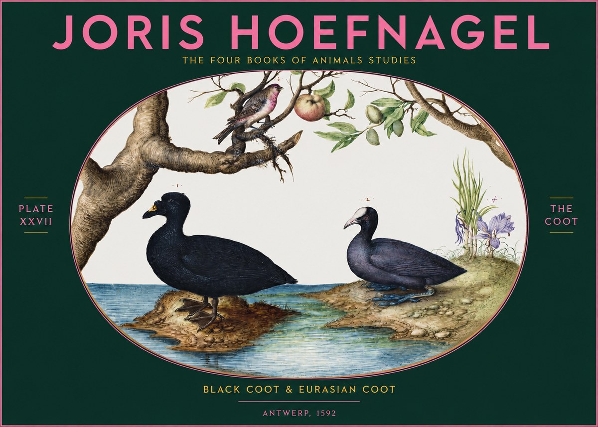 Joris Hoefnagel The Coot No2 - Juliste