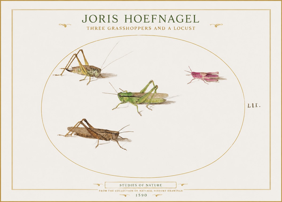 Joris Hoefnagel Three Grasshoppers and a Locust No1 - Juliste