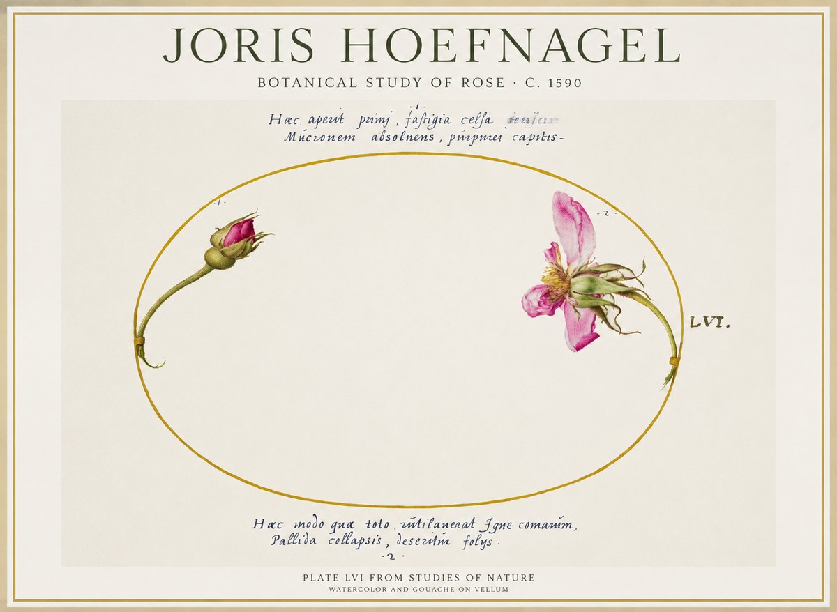 Joris Hoefnagel Botanical Study of Rose No1 - Juliste