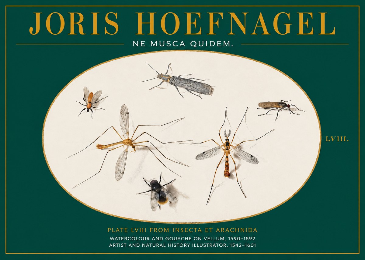 Joris Hoefnagel Plate Lviii from Insecta Et Arachnida No2 - Juliste