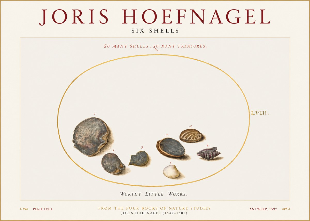 Joris Hoefnagel Six Shells No1 - Juliste