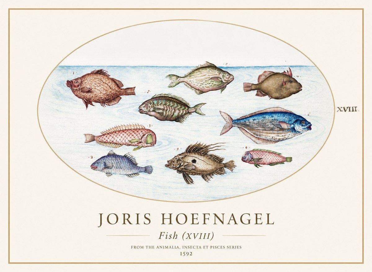 Joris Hoefnagel Studies of Fish I No2 - Juliste