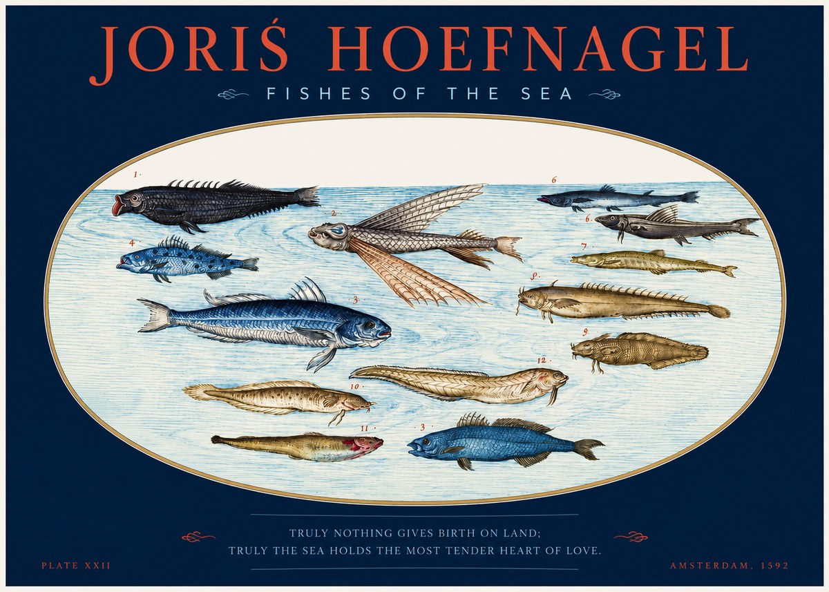 Joris Hoefnagel Fishes of the Sea I No2 - Juliste