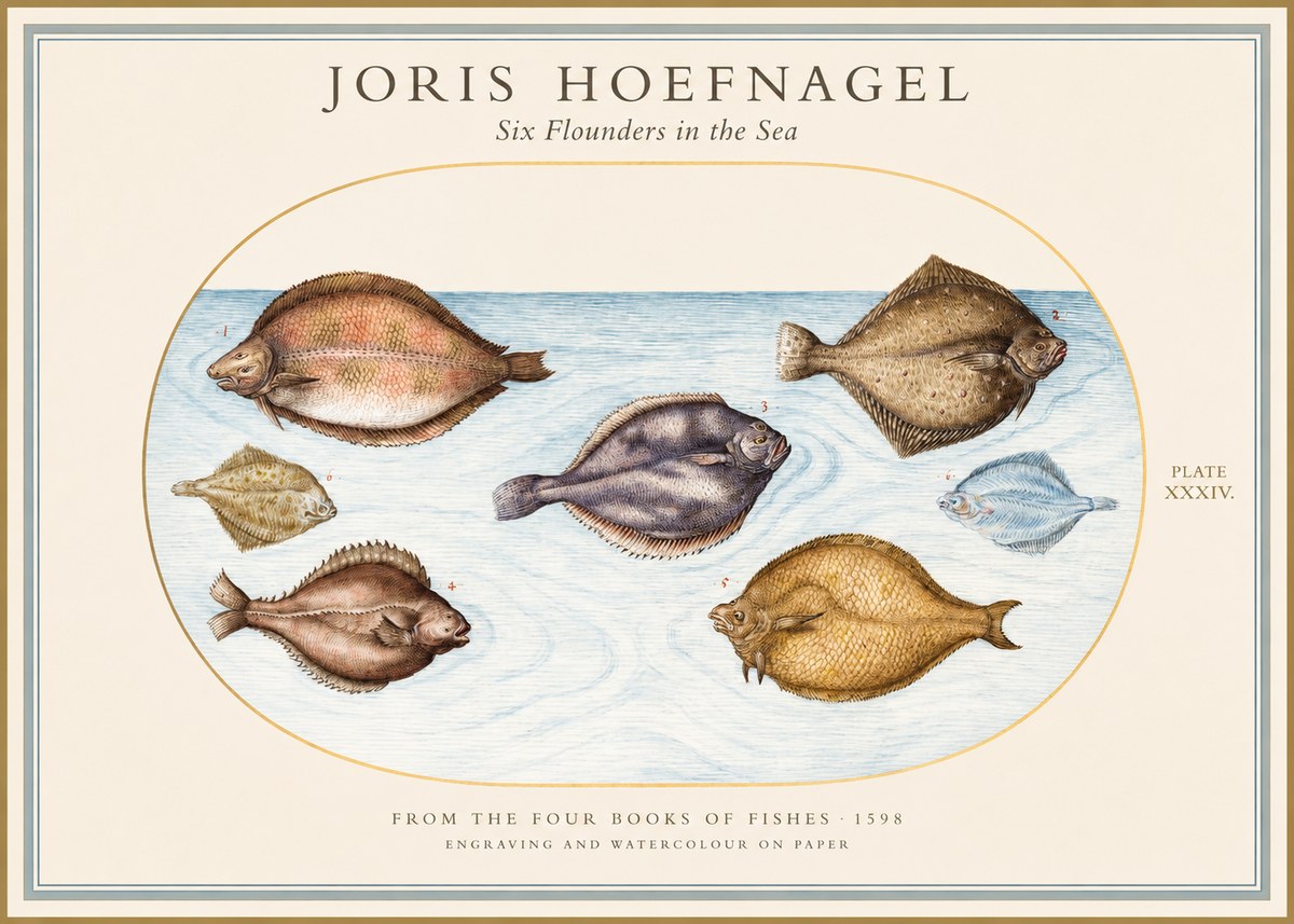 Joris Hoefnagel Six Flounders in the Sea No1 - Juliste