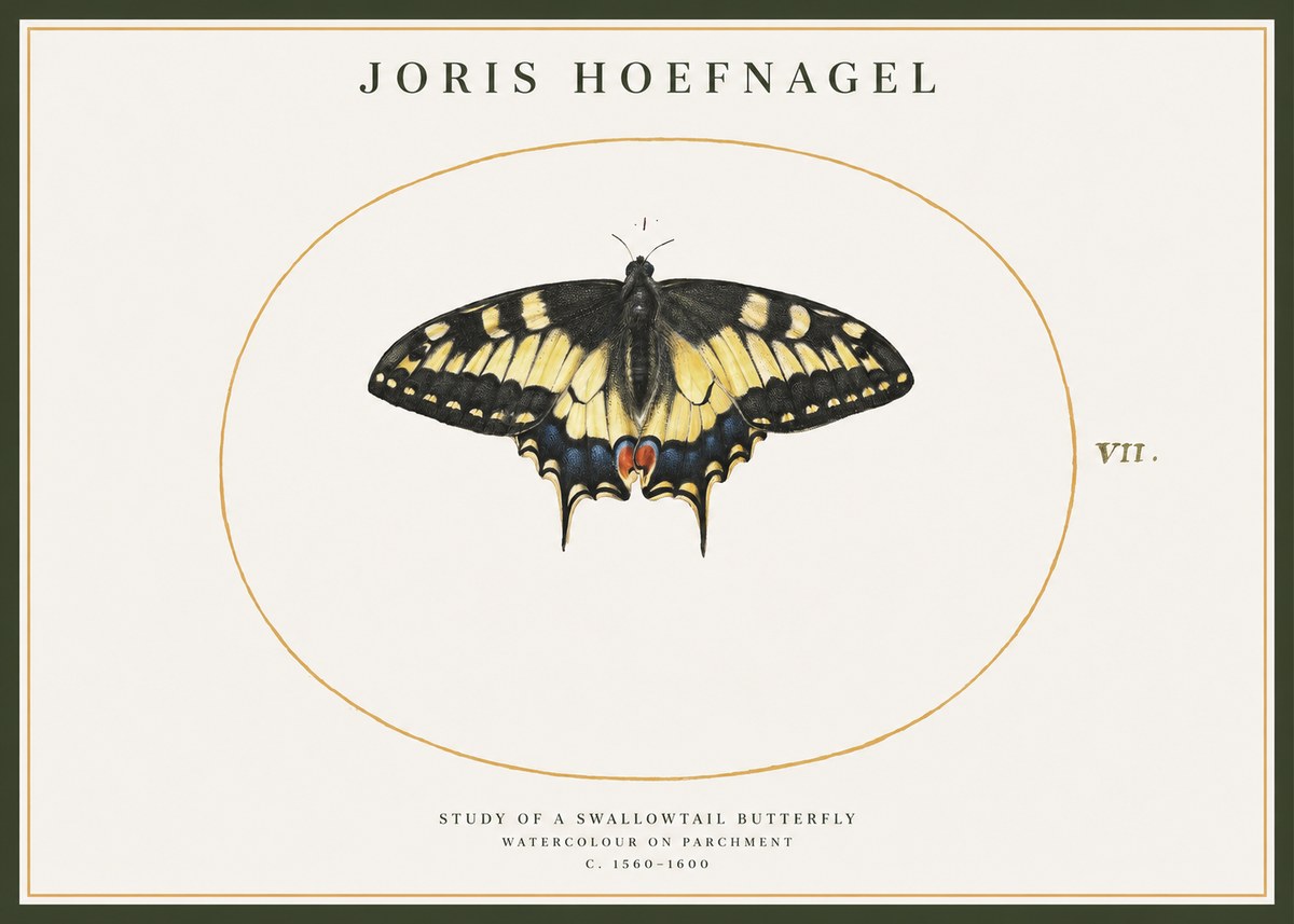 Joris Hoefnagel Study of a Swallowtail Butterfly No1 - Juliste