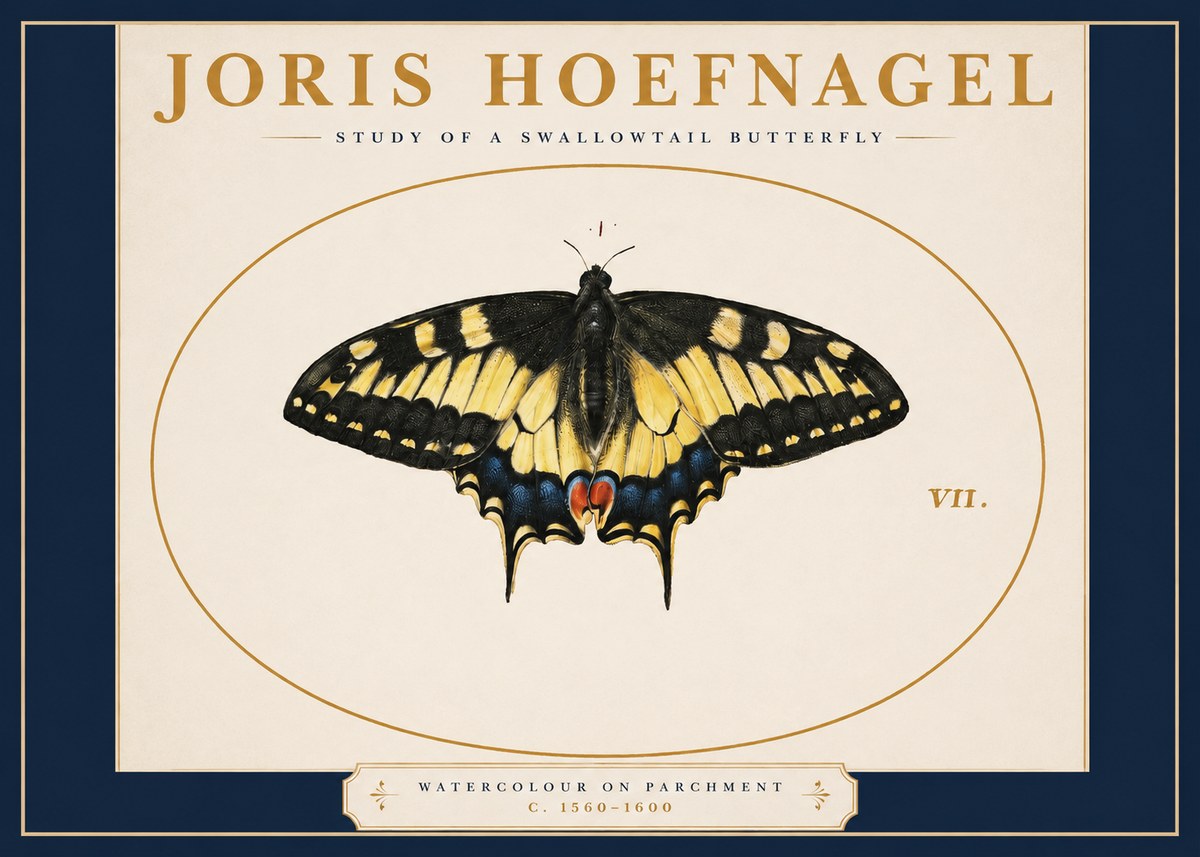 Joris Hoefnagel Study of a Swallowtail Butterfly No2 - Juliste