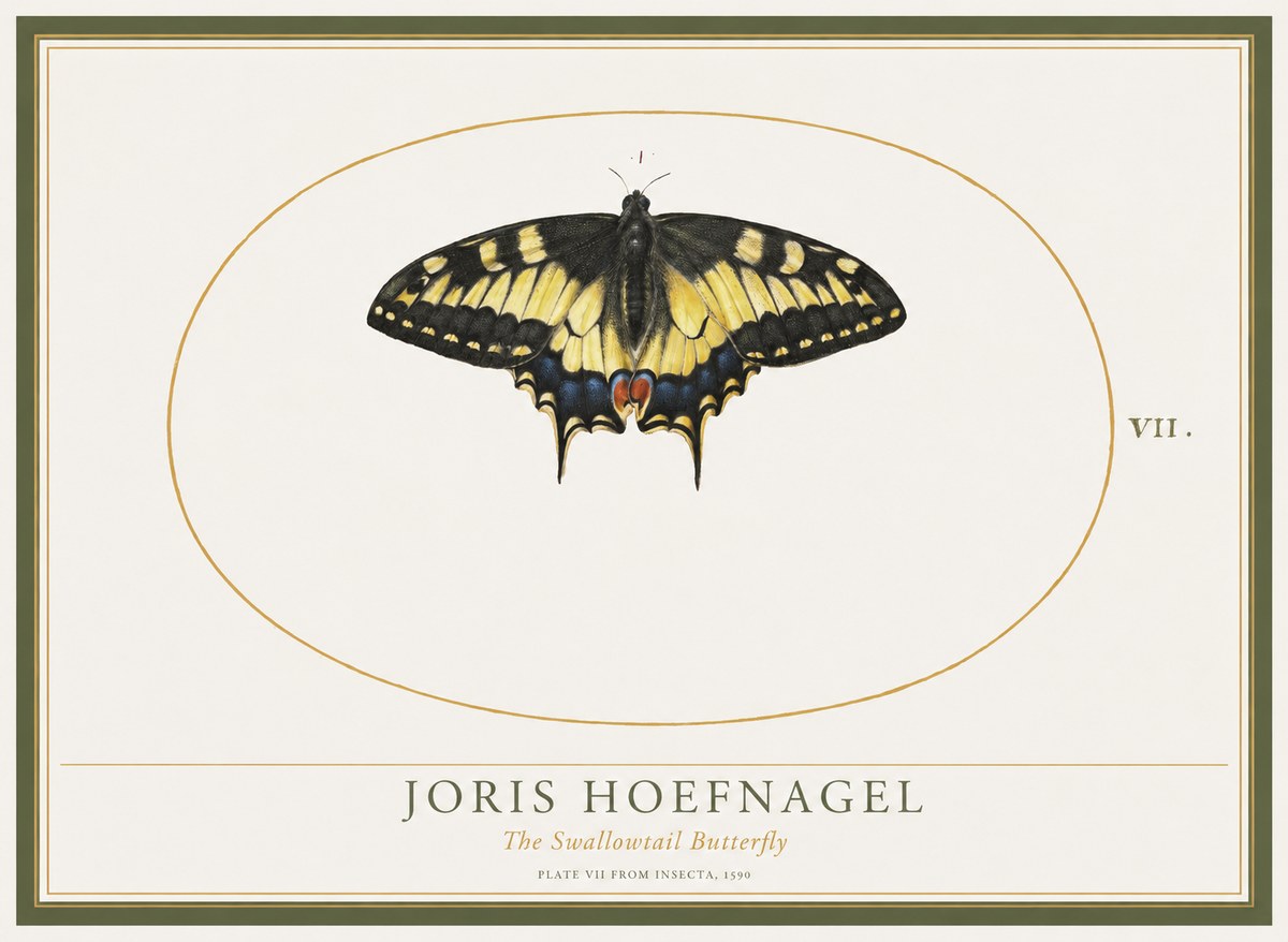 Joris Hoefnagel Study of a Swallowtail Butterfly No5 - Juliste