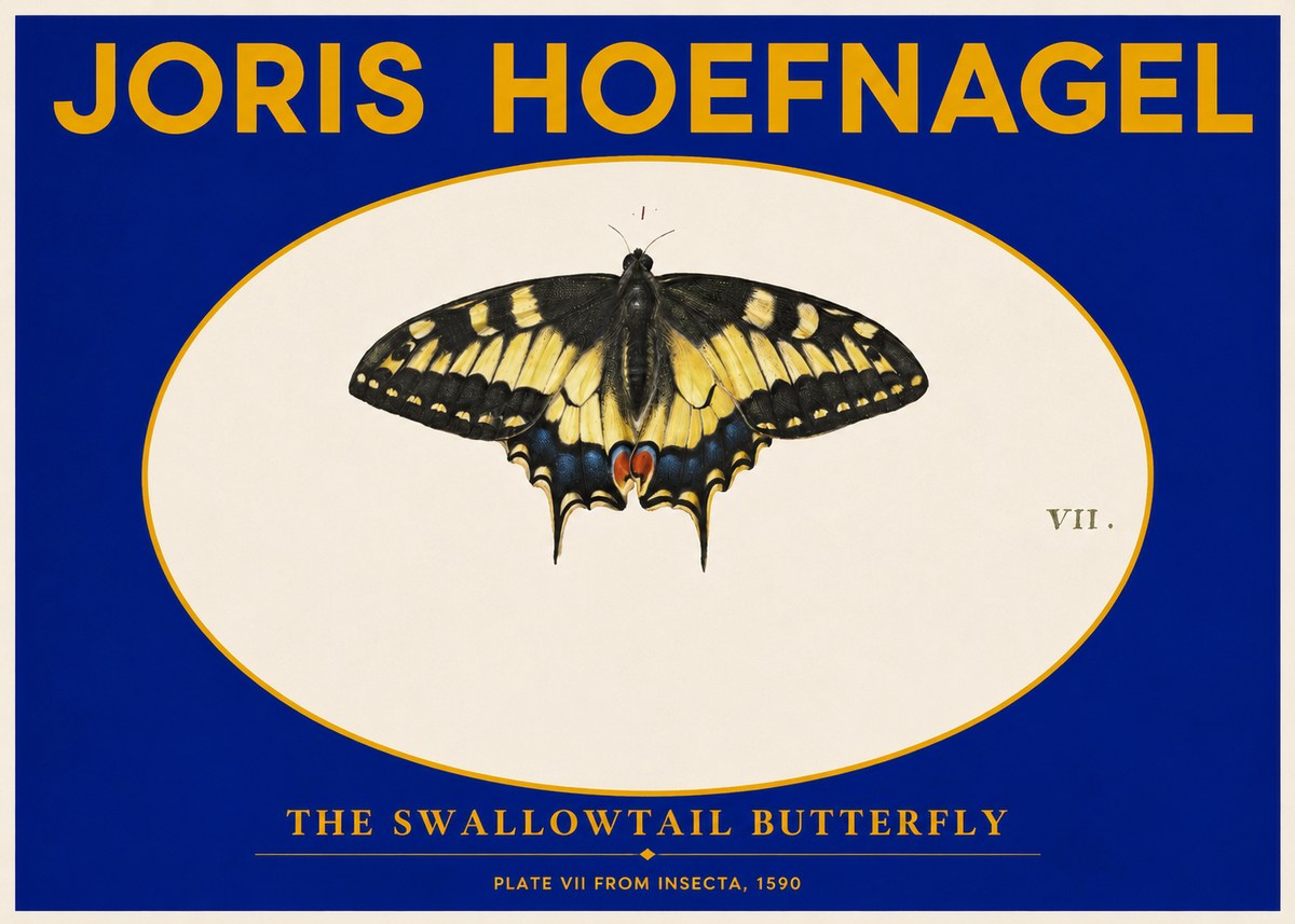 Joris Hoefnagel Study of a Swallowtail Butterfly No6 - Juliste