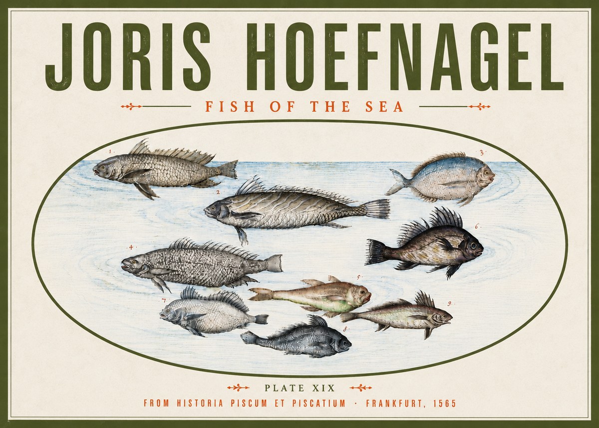 Joris Hoefnagel Fish of the Sea No4 - Juliste