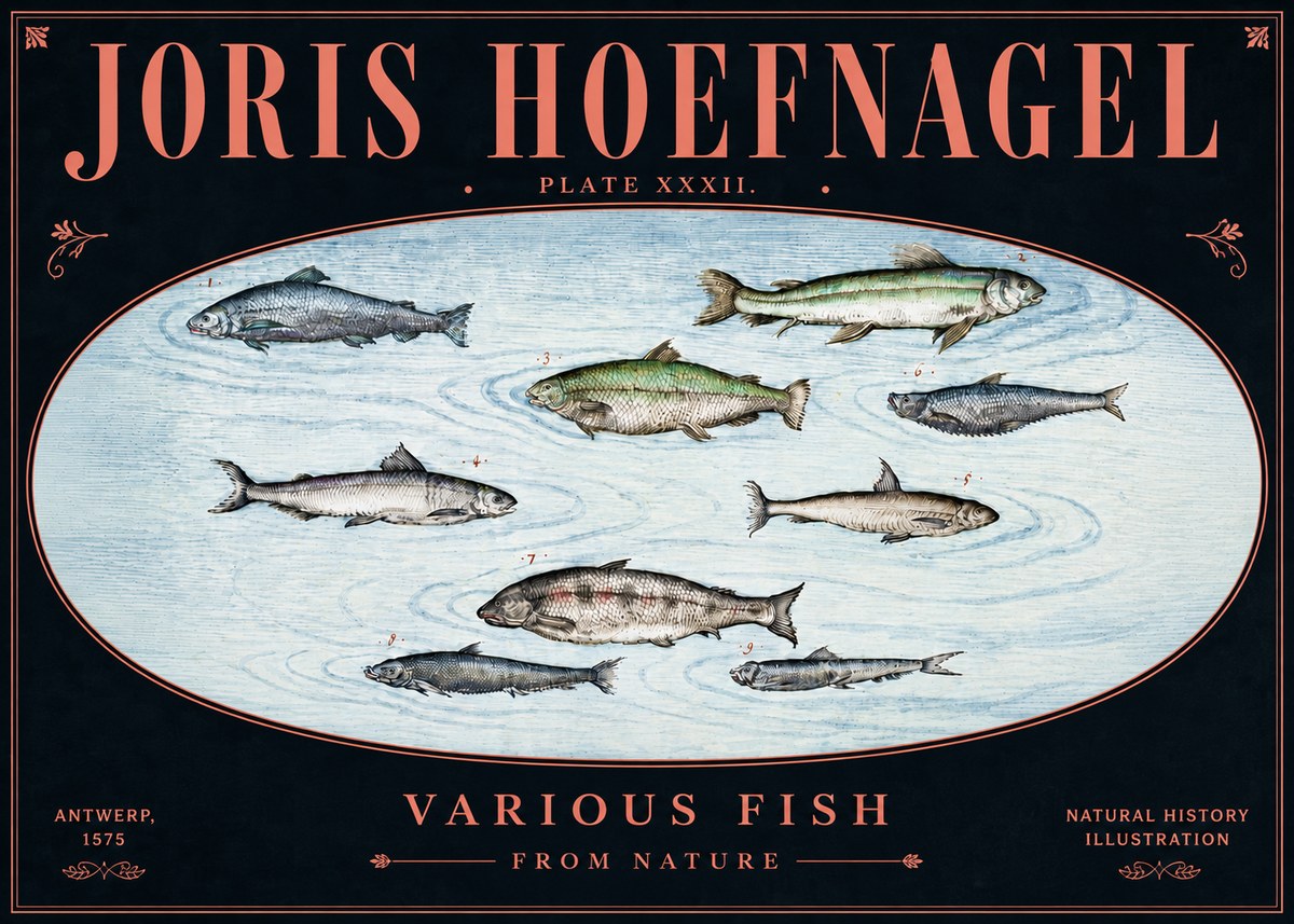 Joris Hoefnagel Various Fish from Nature No5 - Juliste