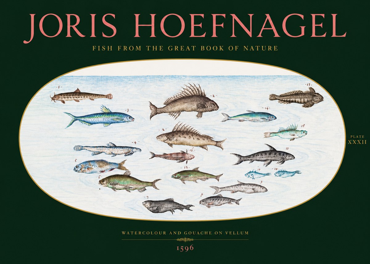 Joris Hoefnagel Fish from the Great Book of Nature No2 - Juliste