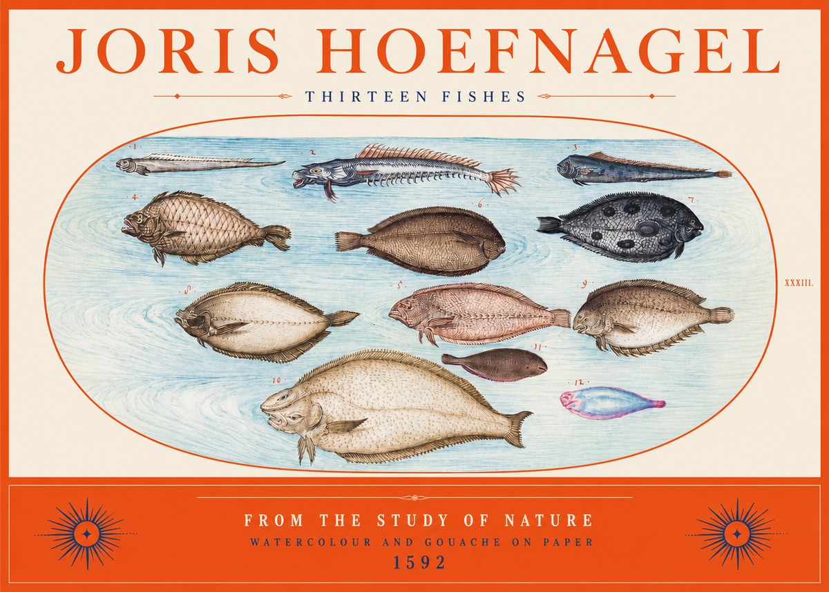 Joris Hoefnagel Thirteen Fishes from the Study of Nature No2 - Juliste