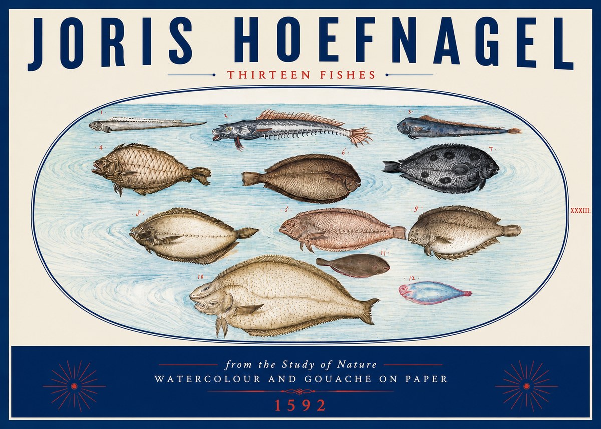 Joris Hoefnagel Thirteen Fishes from the Study of Nature No6 - Juliste