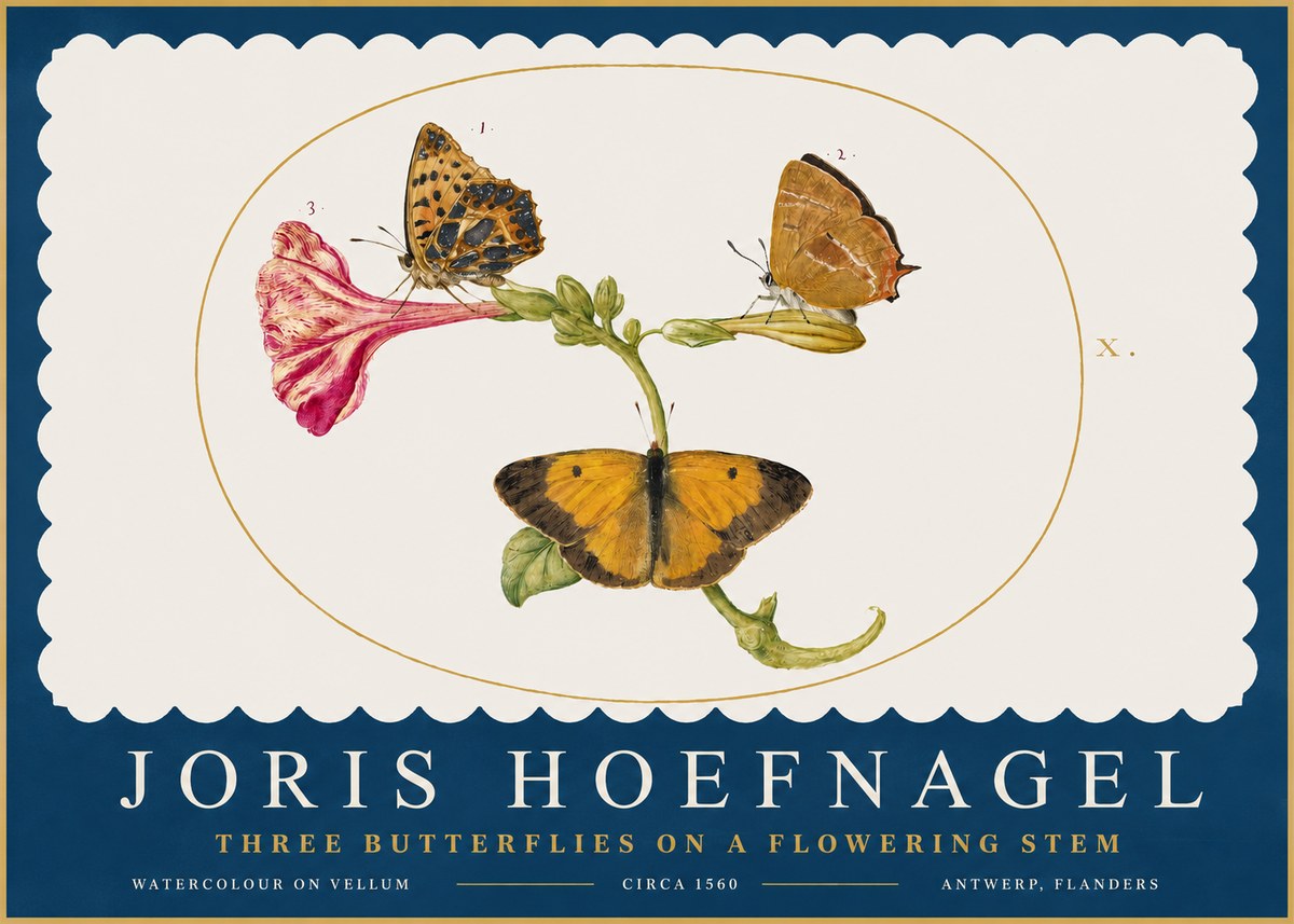 Joris Hoefnagel Three Butterflies on a Flowering Stem No2 - Juliste