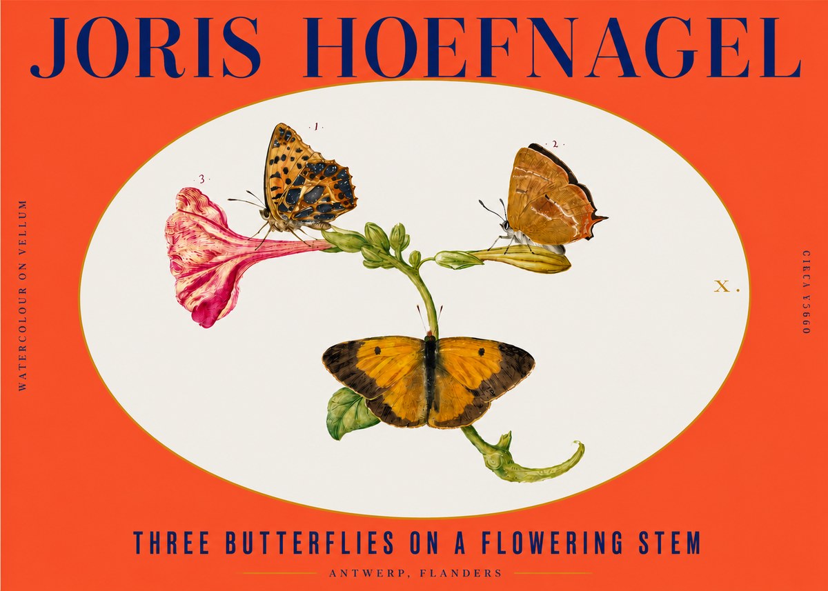 Joris Hoefnagel Three Butterflies on a Flowering Stem No3 - Juliste