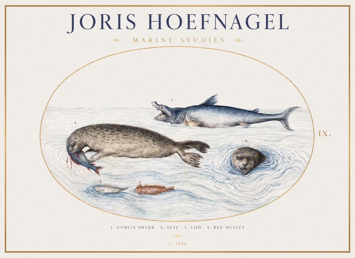 Joris Hoefnagel Marine Studies No1 - Juliste