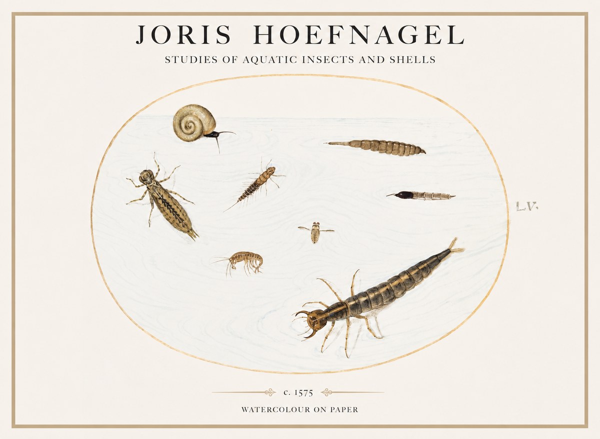 Joris Hoefnagel Studies of Aquatic Insects and Shells No1 - Juliste