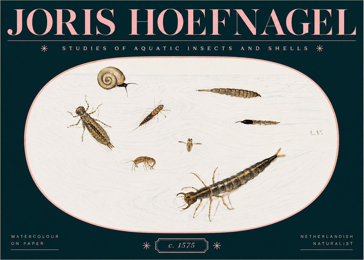 Joris Hoefnagel Studies of Aquatic Insects and Shells No3 - Juliste