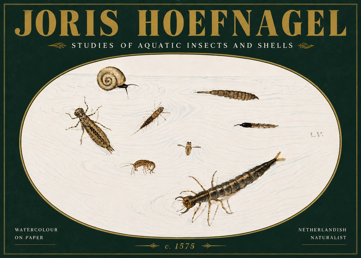 Joris Hoefnagel Studies of Aquatic Insects and Shells No5 - Juliste