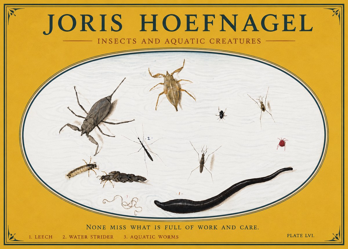 Joris Hoefnagel Insects and Aquatic Creatures No3 - Juliste