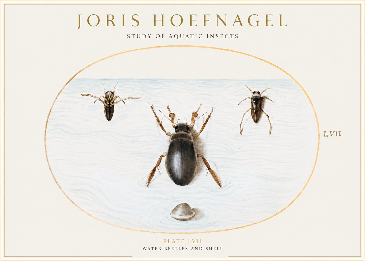 Joris Hoefnagel Water Beetles and Shell No1 - Juliste