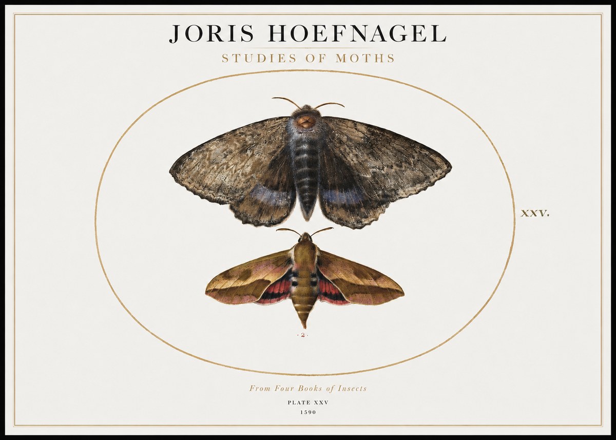 Joris Hoefnagel Studies of Moths I No1 - Juliste