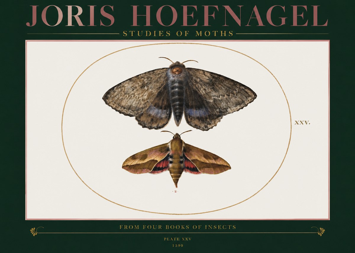 Joris Hoefnagel Studies of Moths I No2 - Juliste